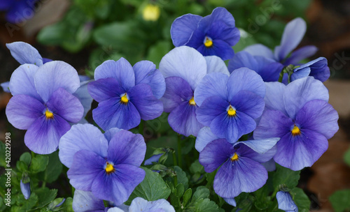 Gruppenpflanzung von Garten-Stiefm  tterchen oder blaue Sch  ngesicht  Viola wittrockiana 