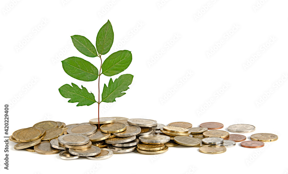 Close up of Sapling growing from coins Close up of Sapling growing from coins