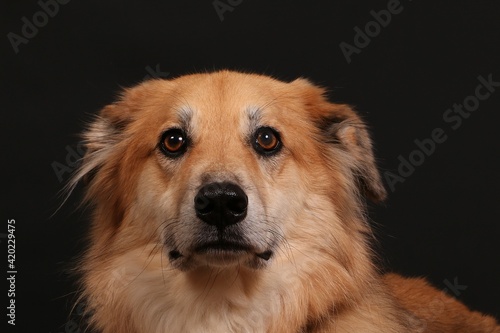 close up of a head portrait from a shepherd mixed dog in front of a black wall