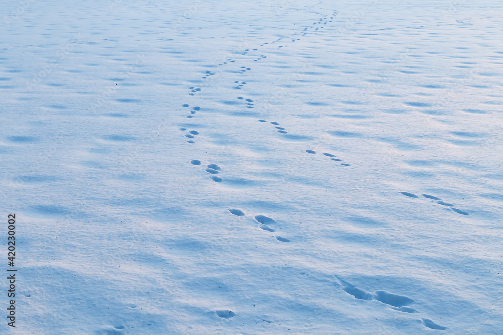 A winter country landscape with hare tracks on snowy field in sunset. A winter country landscape with hare tracks on snowy field in sunset.