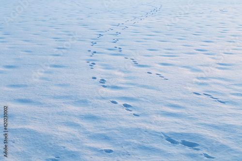 A winter country landscape with hare tracks on snowy field in sunset.