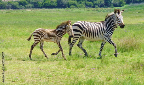 Hartmanns Berg Zebra mit Baby  1090606