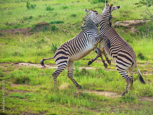 Hartmanns Zebras P1200772