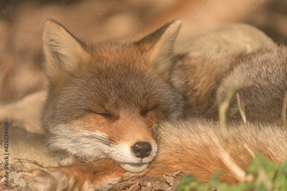 Fototapeta premium 丸くなって眠るキツネ