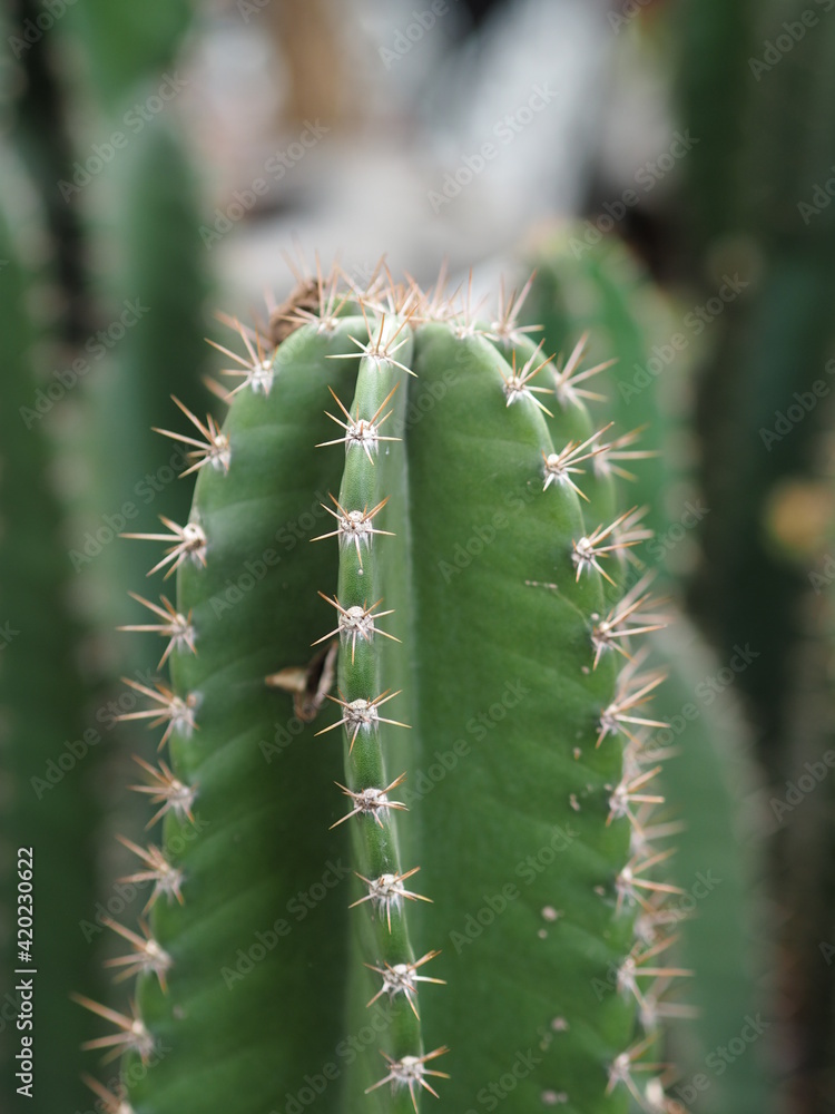Cactus tree green trunk has sharp spikes around blooming in Plastic pots Cactus tree green trunk has sharp spikes around blooming in Plastic pots
