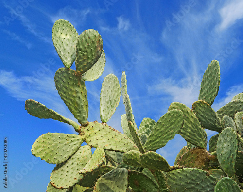 Photos Close up of cactus on background of sky