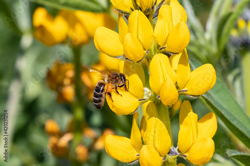 A honey bee in a yellow Lupine flower (Lupinus luteus) in Huelva, Andalusia, Spain