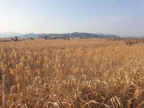 field of wheat