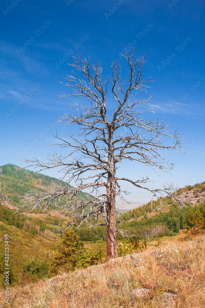 Dead tree in a rocky terrain and some woodland in the Bayanaul National Park, Kazakh Uplands. Dead tree in a rocky terrain and some woodland in the Bayanaul National Park, Kazakh Uplands.