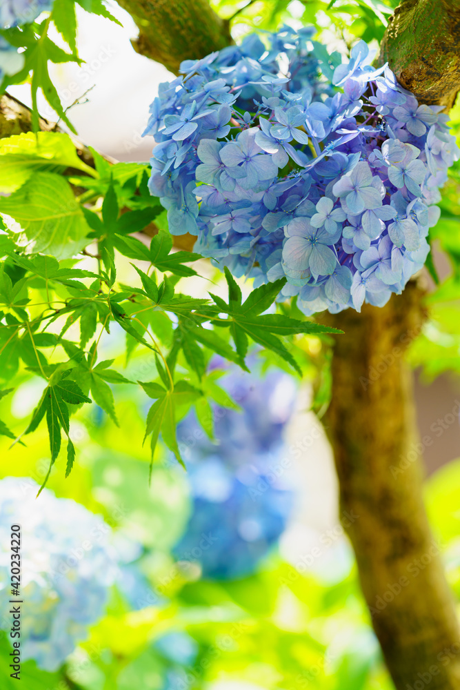 紫陽花
