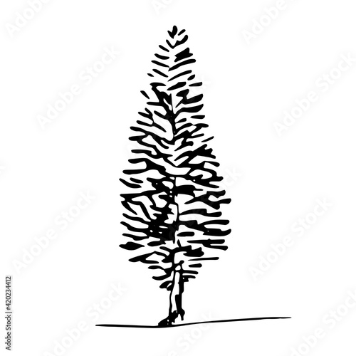 Hand drawn juniper poplar tree sketch style, black isolated aspen hemlock plant on white background. Vector illustration monochrome.