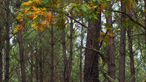 Paysage forestier des Landes de Gascogne, en automne. Les fougères arborent une belle couleur orangée