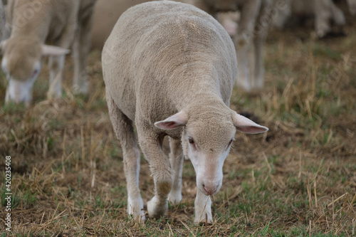 Fotografia Healthy, pure bred Sheep on a farm