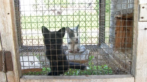 Two Little Tamed Foxes In The Cage
