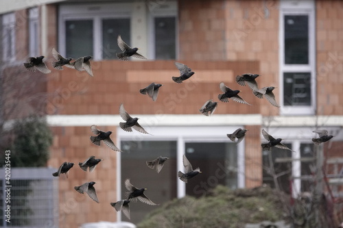 Foto starlings