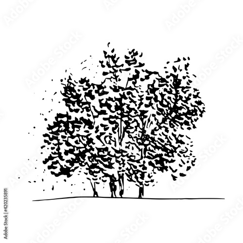 Hand drawn tree group sketch style, black isolated plant on white background. Vector illustration monochrome.