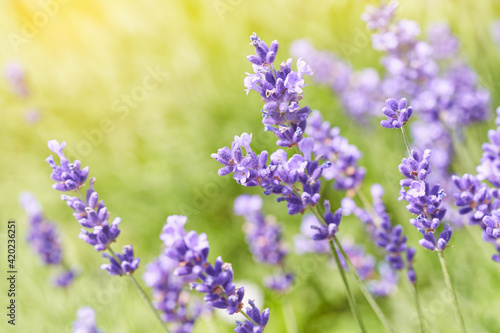 Lavender flower blooming scented field. Bright natural background with sunny reflection. 