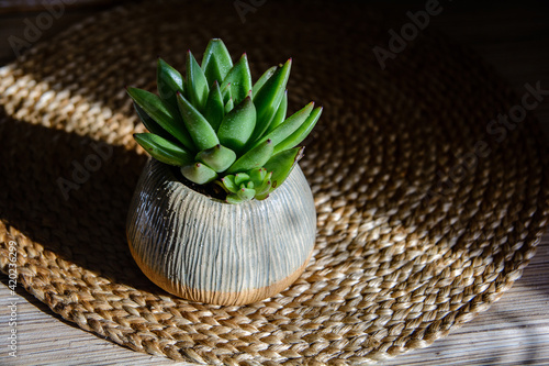 Handmade ceramic craft ware. Bowl with plant. photo