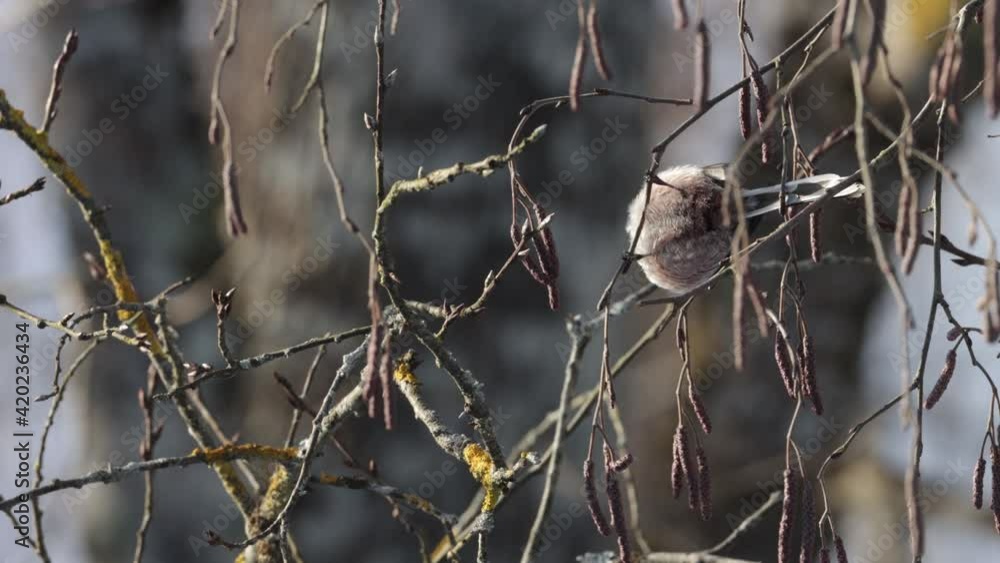Small European woodland bird Long-tailed tit, Aegithalos caudatus perched on a twig and searching for food in Estonia. Small European woodland bird Long-tailed tit, Aegithalos caudatus perched on a twig and searching for food in Estonia.