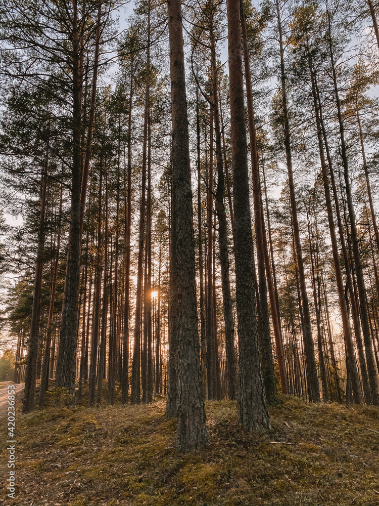 autumn forest in the morning autumn forest in the morning