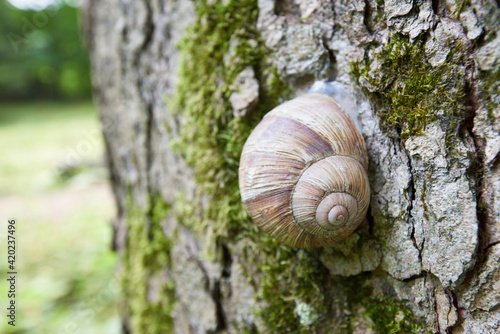 In spring, the snail laboriously climbs the tree trunk to the tasty young leaves.