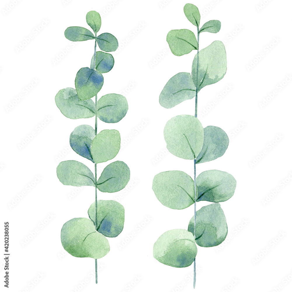 Set of watercolor eucalypt branches Set of watercolor eucalypt branches