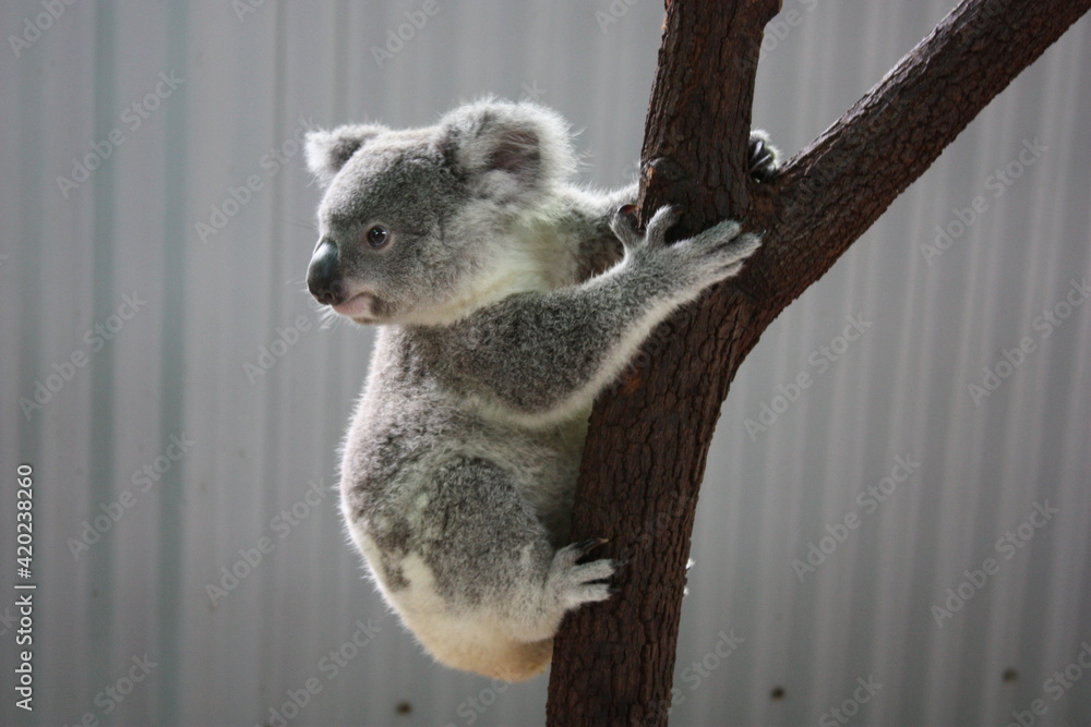 Fototapeta premium Koala on a Eucalyptus tree in Queensland, Australia - 野生のコアラ オーストラリア 