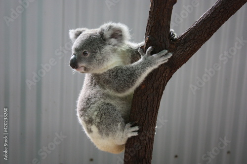 Fototapeta Naklejka Na Ścianę i Meble -  Koala on a Eucalyptus tree in Queensland, Australia - 野生のコアラ オーストラリア	