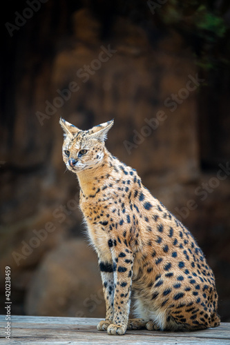 Photography Serval Wild Cat