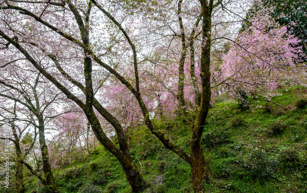 Park in spring with sakura trees in bloom Park in spring with sakura trees in bloom