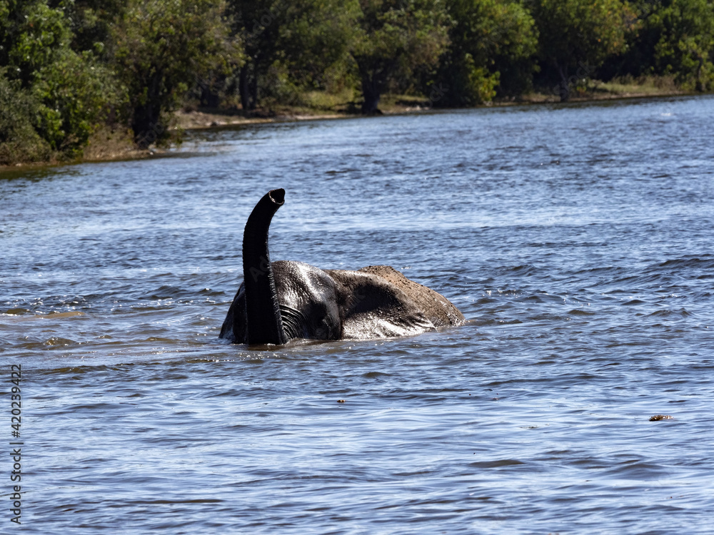 Fototapeta premium An African elephant, Loxodonta africana, bathes in the Chobe River Delta. Botswana