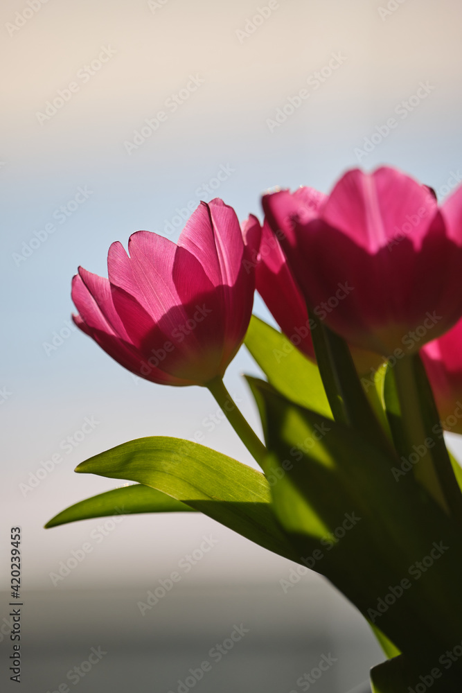 Obraz premium dreamy, beautiful pink tulips against a sunny background in spring 2021