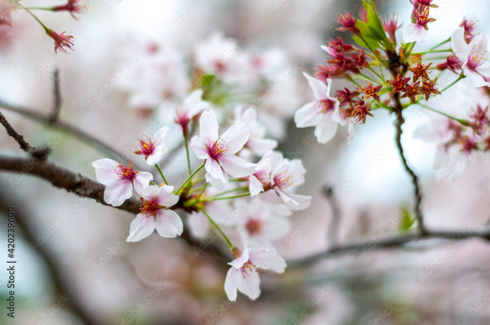 Cherry tree blossom at spring time close up Cherry tree blossom at spring time close up