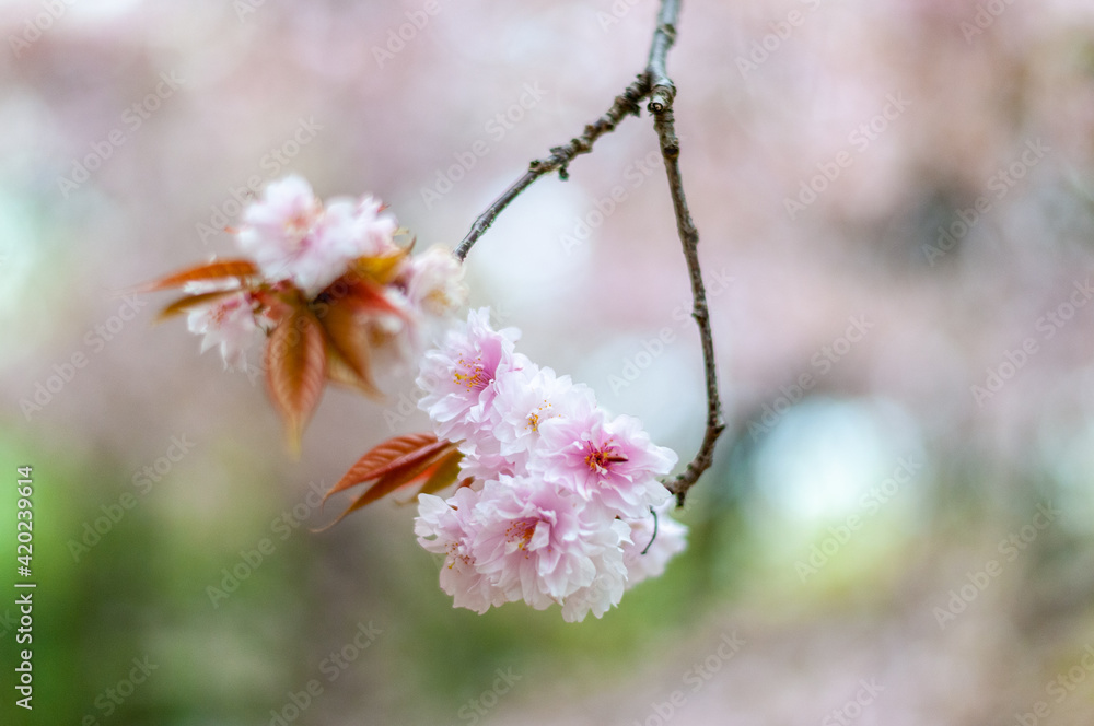 Blossom in spring, pink cherry blossoms.