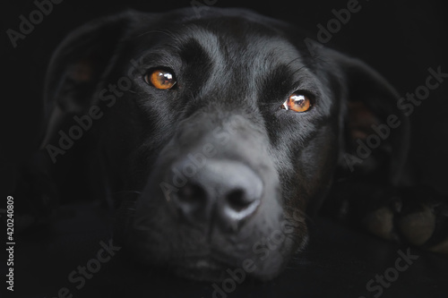 Close-up pet portrait of a black labrador retriever dog (Canis familiaris) on a dark black background.
