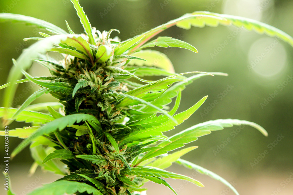 Cannabis sativa plant in the garden Cannabis sativa plant in the garden