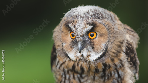 Close-up wildlife portrait in nature of a juvenile long eared owl fledgling (asio otus).