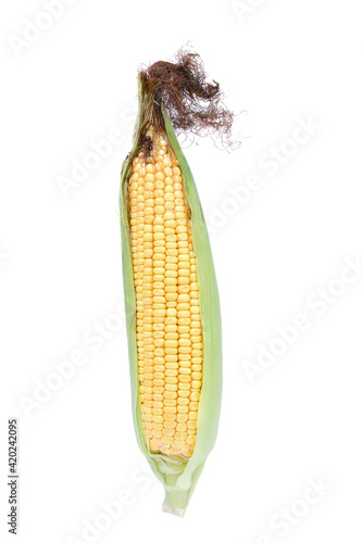 fresh corn vegetable isolated on a white background.