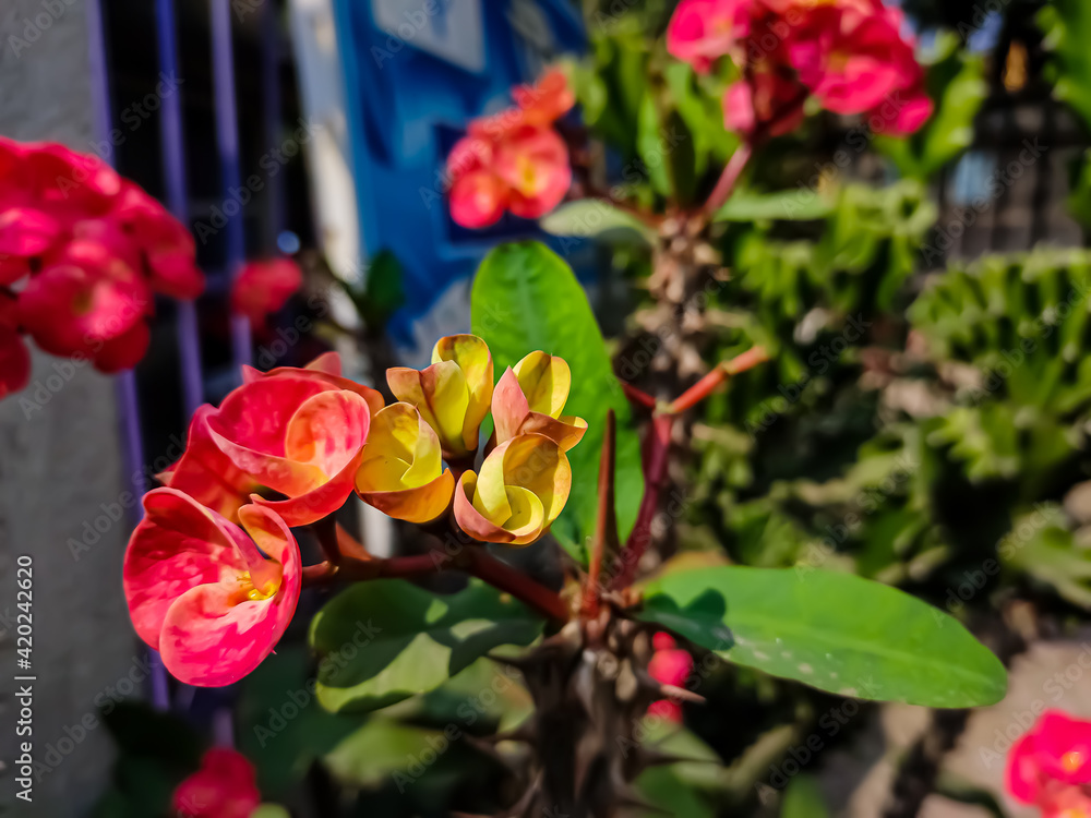 Euphorbia milii, the crown of thorns, Christ plant, or Christ thorn, is a species of flowering plant in the spurge family Euphorbiaciae, native to Madagascar.