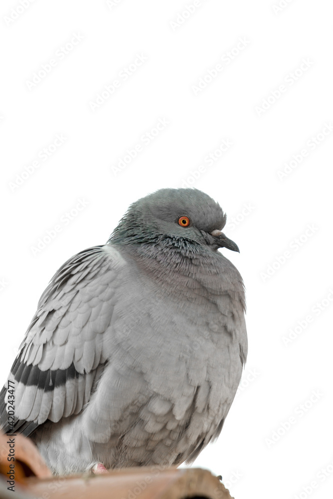 Fototapeta premium Beautiful one pigeon on the roof of the house isolated on white