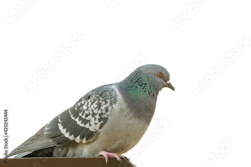 Beautiful one pigeon on the roof of the house isolated on white