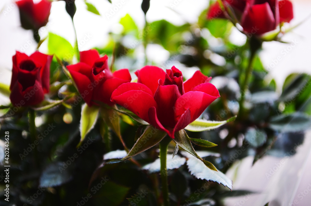gardening, planting and flora concept - close up of plant red spray rose in pots at greenhouse gardening, planting and flora concept - close up of plant red spray rose in pots at greenhouse