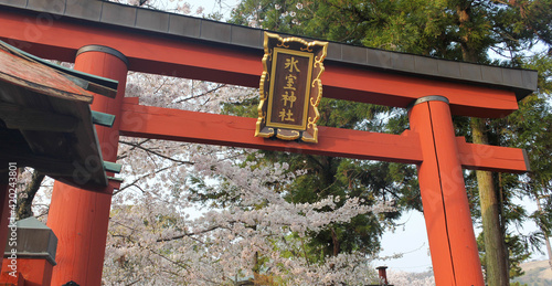 Canvas Print Red wooden torii gate and pink cherry blossoms in Nara, Japan