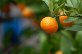 柑橘類のオレンジ色の実