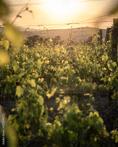 foglie di vite illuminate da solo in vigna giovane al tramonto in controluce photo