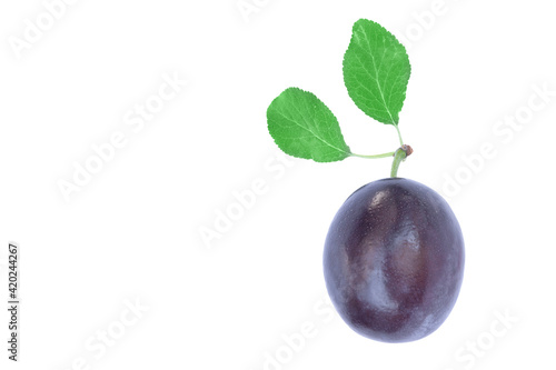 one whole and ripe blue plums with leaves isolated on a white background and free space for text