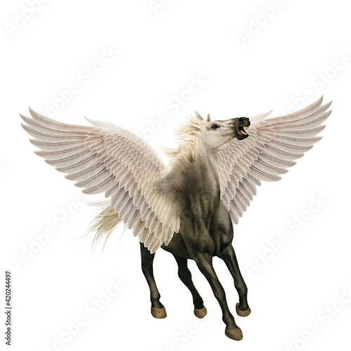  cheval  de face  volant  ailes  isol    blanc    talon  t  te blanche  mammif  re  noir  courir  galop  fond blanc  chien  ferme  sauvage  brun  poulain  arabe  nature  poney  chevalin  amoureux des chev