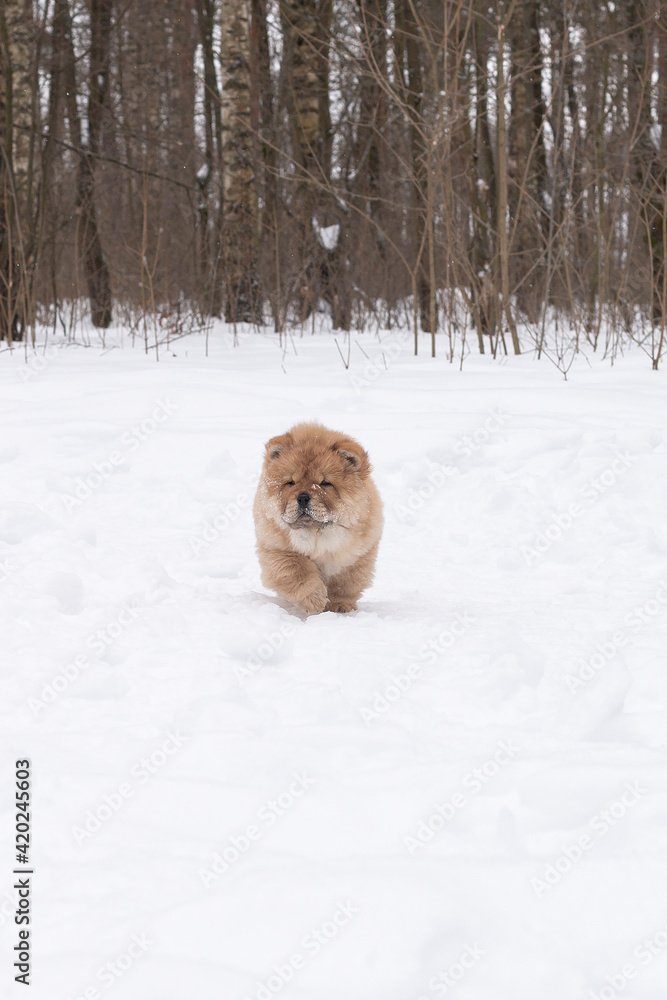 A Fluffy funny dog breed chow chow in winter in the park A Fluffy funny dog breed chow chow in winter in the park