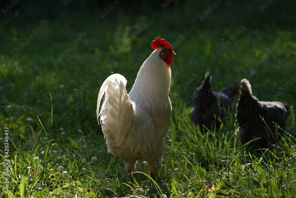 A big white rooster and gray hens walk in the summer. Rooster sings cock songs.