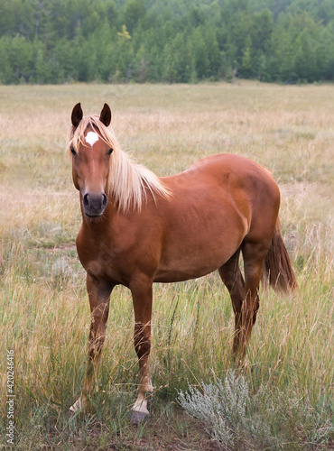 Wild red or brown horse standing in the field